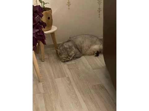Çok akıllı uysal british shorthair oğlumuza yuva arıyoruz