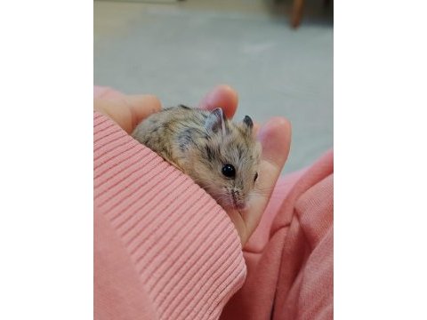 Gonzales yavru hamster
