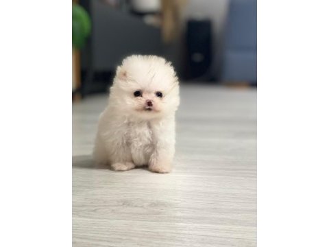 Pomeranian boo köpeğimiz