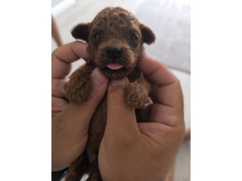 10 güne teslim kore anne babadan safkan kore poodle bebekler