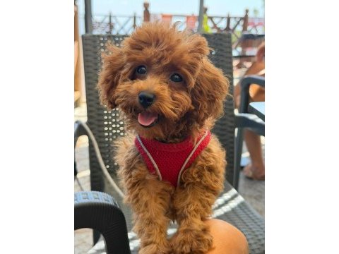 4 aylık toy poodle