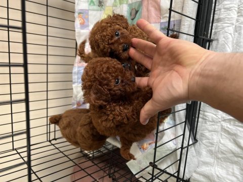 A + plus korea poodle yavrular teacup boy