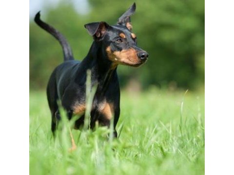 German pinscher puppies
