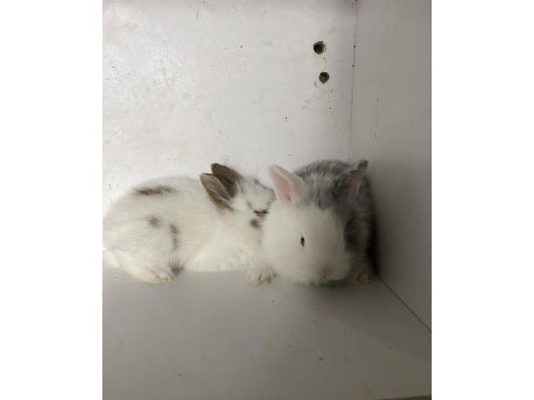 Yavru ve damızlık tavşanlar