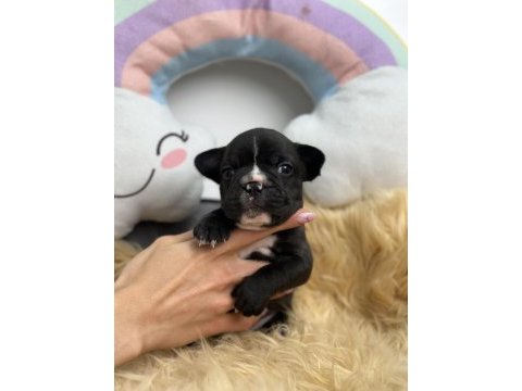 Harika anatomiye sahip french bulldog yavrularım
