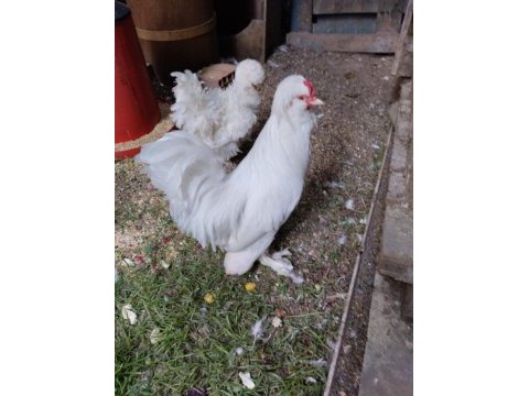 Osmanlı sultan hilal ibikli orjinal