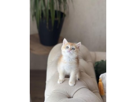 Safkan british shorthair golden yavrum