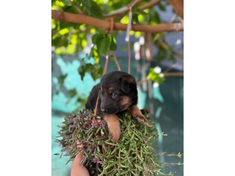 A kalite ırk ve sağlık garantili alman kurdu bebekler