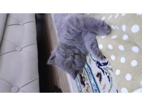 Sütten kesilmiş british shorthair yavru kedimiz