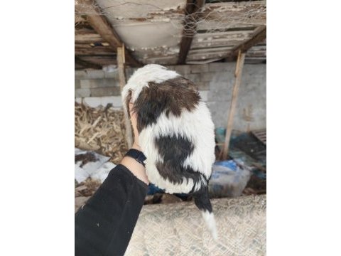 Maltese terrier yavrular