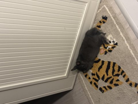 İki adet cüce lop tavşan