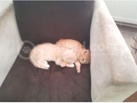 2 yavru kardeş kediler