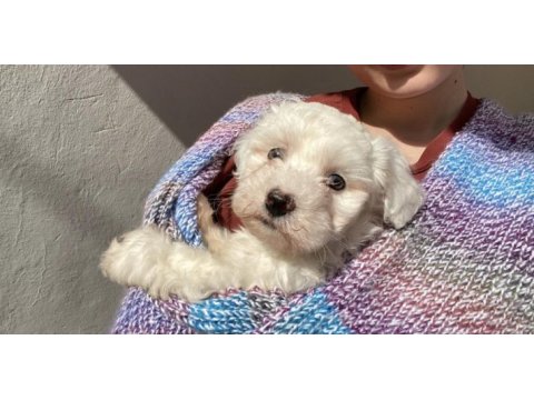 2 aylık dişi maltese terrier