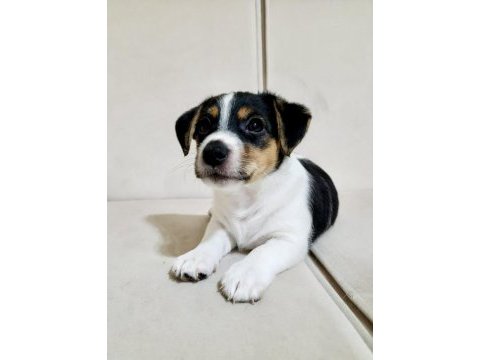 2 aylık orjinal safkan jack russell yavrular