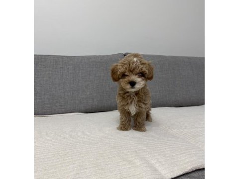 Ev doğumlu poodle yavrum