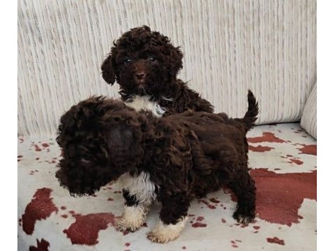 Lagotto yavrular
