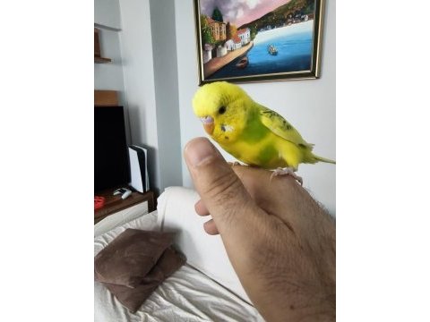 8 aylık muhabbet kuşu erkek ele alışkındır