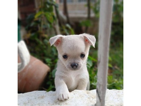 Uygun puan harika anatomi 2 aylık chihuahua