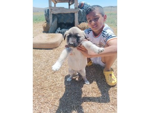 2 adet 6 aylık yavru kangallar