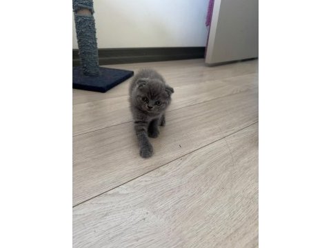 1.5 aylık melek yüzlü scottish fold yavru