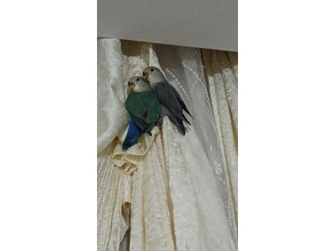Yavru sevda papağanı