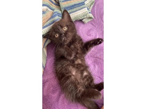 Cinemom brown kahverengi scottish fold yeni yuvasını arıyor