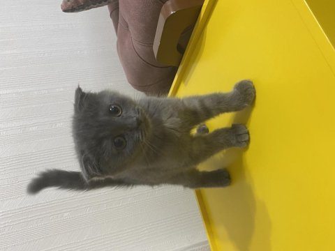 Scottish fold pati yavrumuz yeni yuvasını arıyor