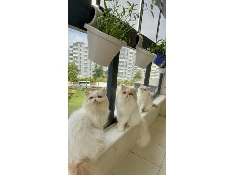 Kedimiz için açıklama okuyun ve lütfen arayarak bilgi alın