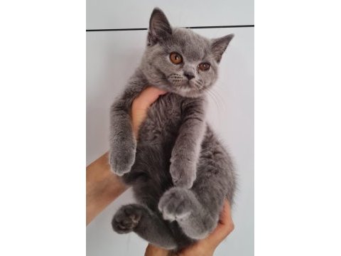 British shorthair yavrular 3,5 aylık