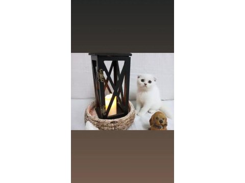 British shorthair ve scottish 2.5 aylık yavru