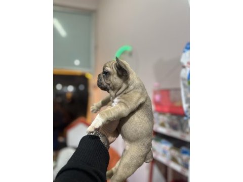 Safkan a kalite french bulldog yavrular