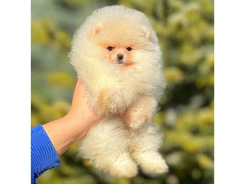 Un kurabiyesi pomeranian bebeklerimiz