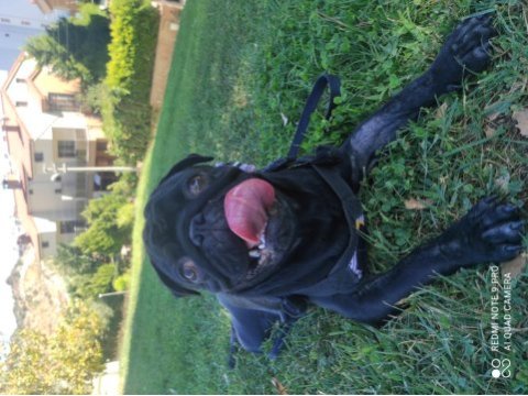 Siyah erkek pug