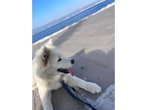 6 aylık safkan samoyed