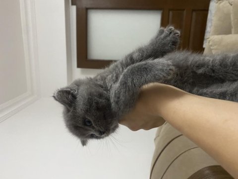 Minnoş british shorthair yavru
