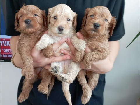 Toy poodle kalitesinde maltipoo yavrular