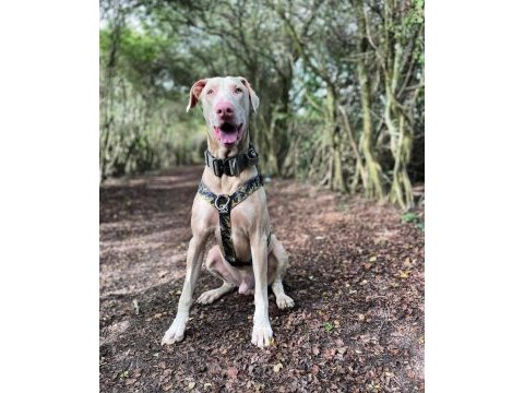 Eşleme tecrübeli şecereli erkek albino doberman