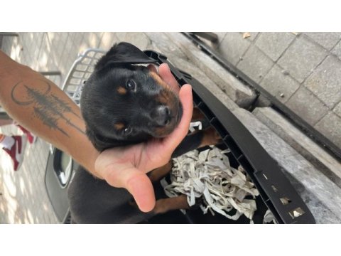 3 aylık dişi rottweiler