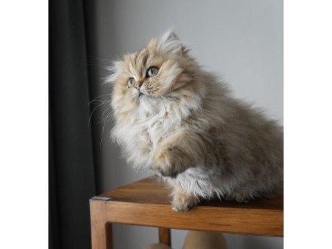 Harika golden british longhair bebek