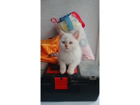60 günlük british shorthair blue point
