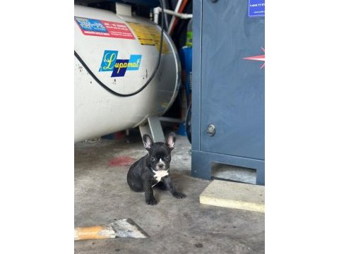French bulldog bebeklerimiz yeni ailelerine gitmeye hazır