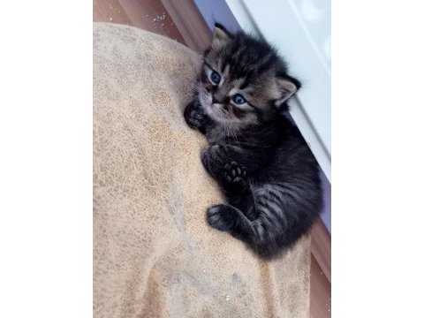 British blue point yavru kedimiz