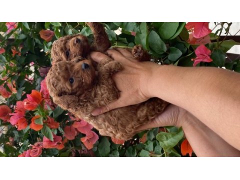 Toy poodle bebekler