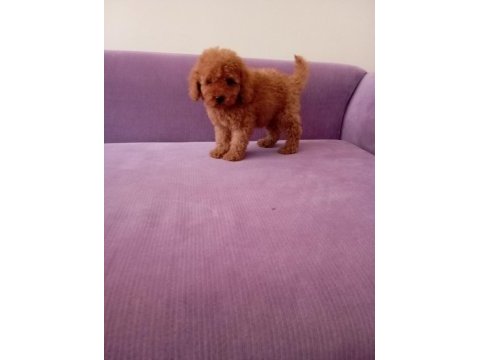 Poodle yavrularımız toy ve mini boy renk renk