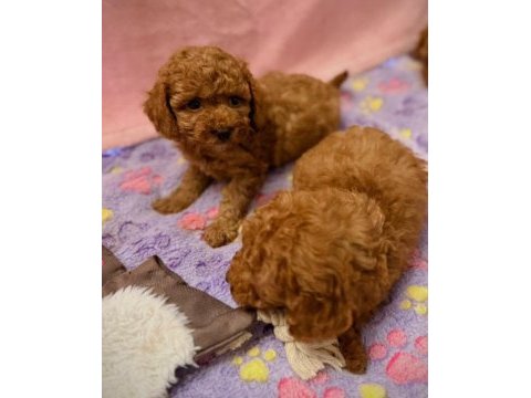 Toypoodle yavrularımız 