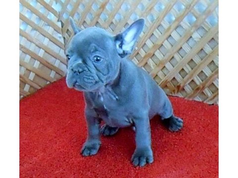 Solid blue quad erkek micro french bulldog yavrumuz