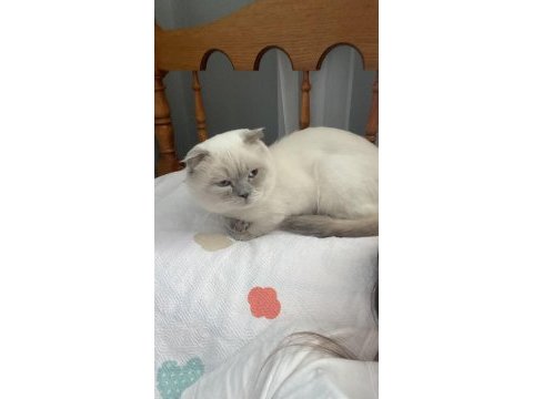 20 aylık scottish fold baba ve 2 aylık dişi yavru