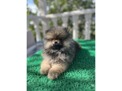3 aylık pomeranian bebekler
