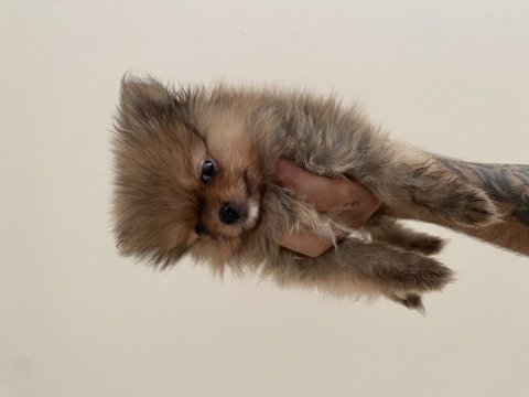 Yavru pomeranian