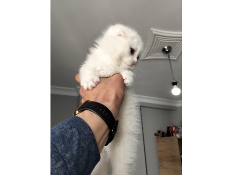 20 şubat doğumlu scottish fold yavrular